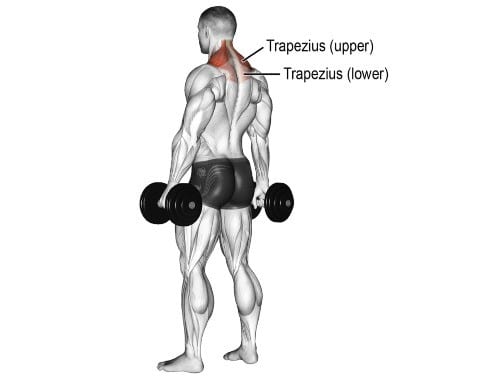 Muscles worked During Dumbbell shoulder shrug