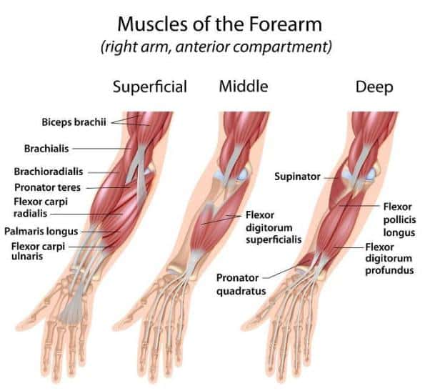 Forearm-Flexor-Muscles_-Extensor-Muscles_-Pronator-and-Supinator-Muscles