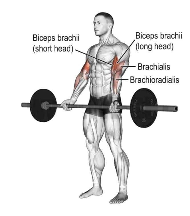 Muscle Worked During Barbell Curl