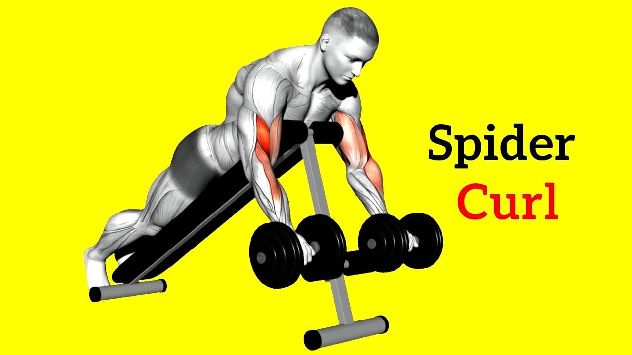 How to Do Spider Curls To Build Bigger Biceps