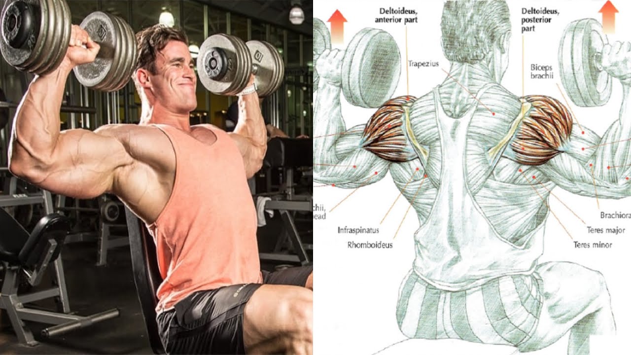 10 Best Shoulder Exercises To Build Muscle