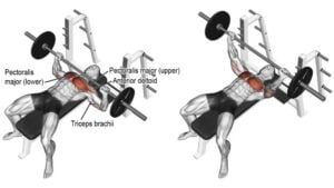 100+ Best Barbell Exercises Names (With Images)