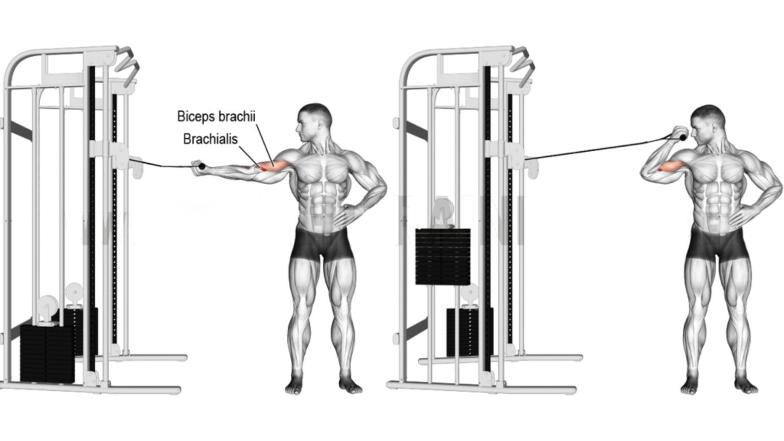 Cable Arm Workout (12 Best Cable Arm Exercises)