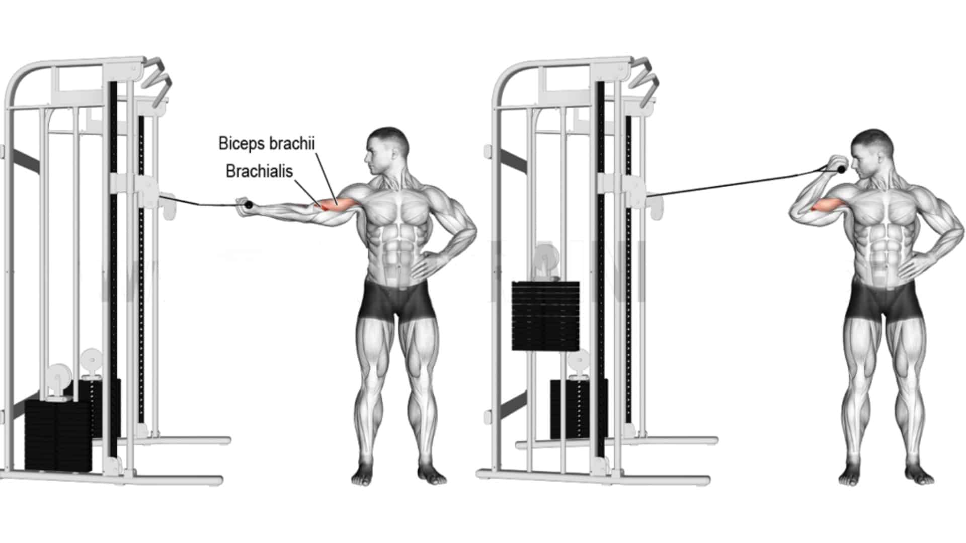 Cable Arm Workout 12 Best Cable Arm Exercises 