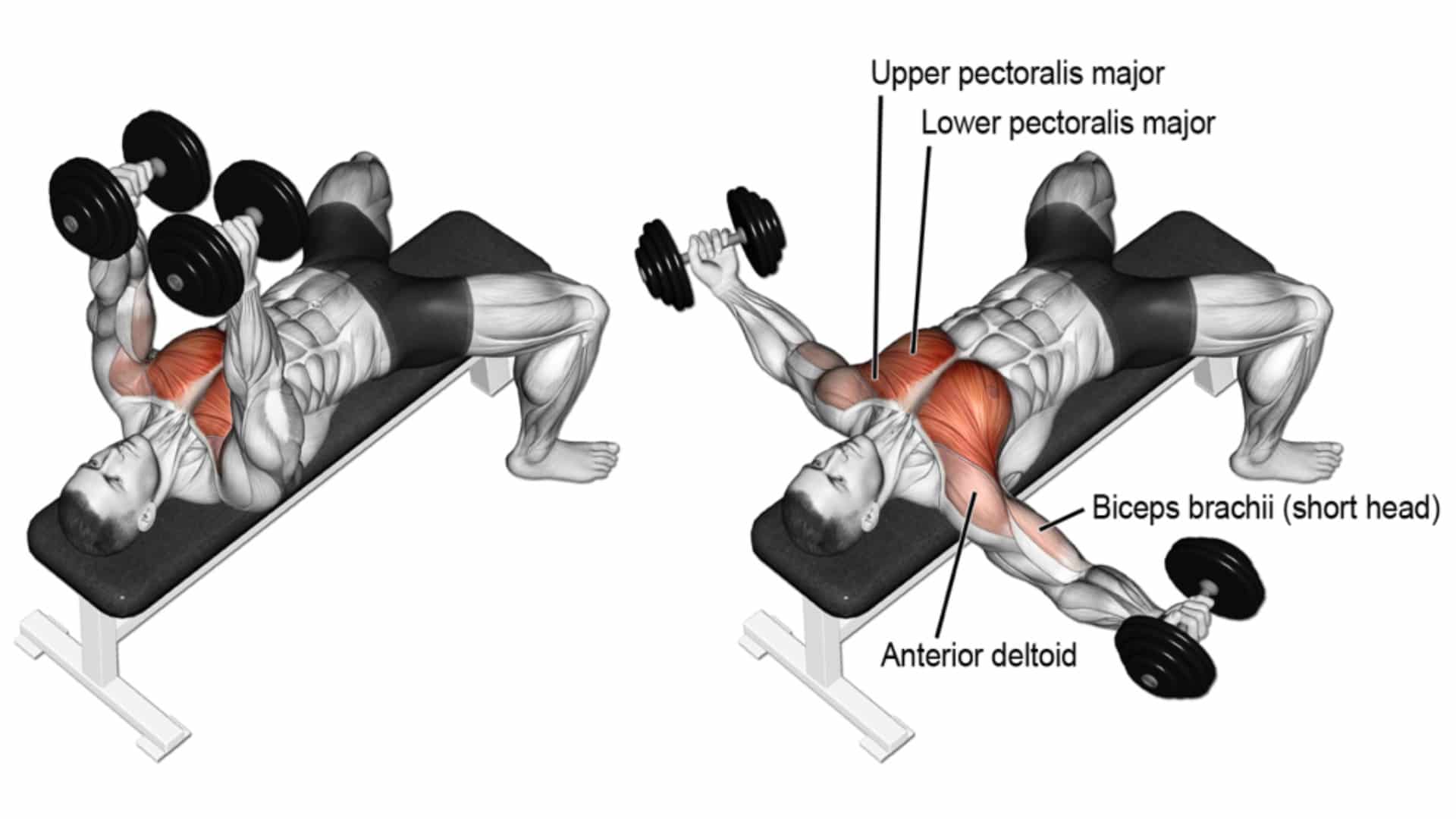 10 Best Chest Workout With Dumbbells At Home Or Gym Fit Life Regime 