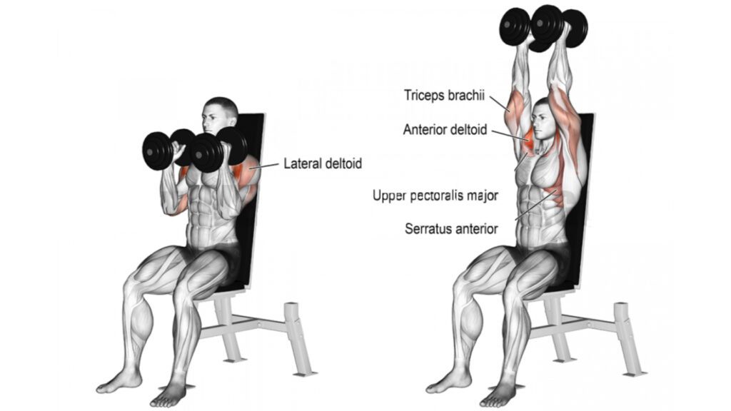 Seated Neutral-Grip Overhead Dumbbell Press