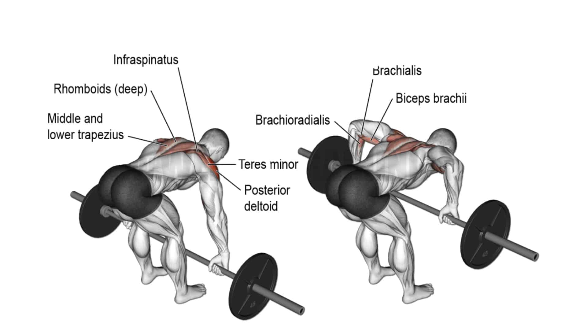 Back Rows Exercise Name 100+ Top Back Exercises Names (With Images)