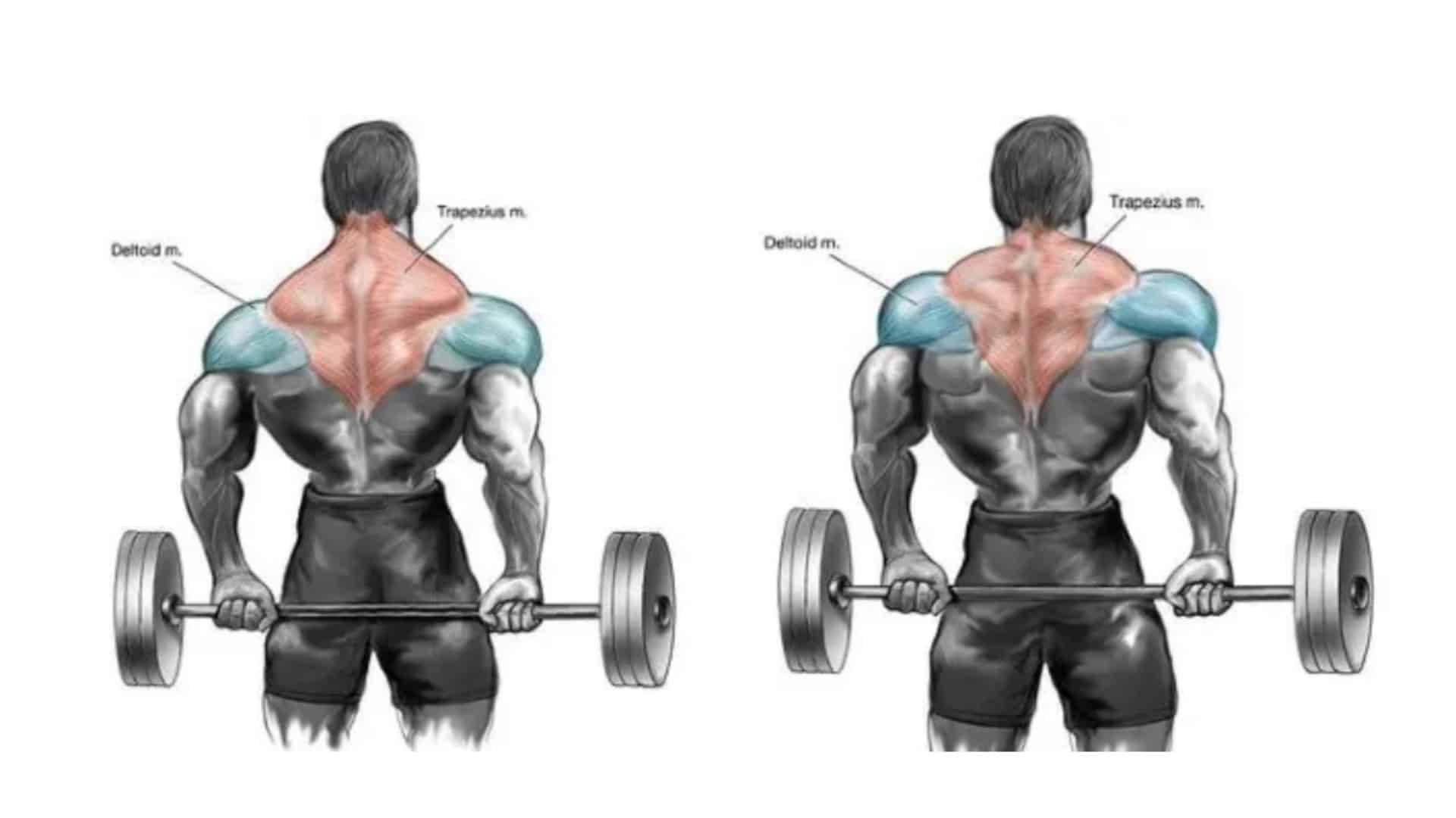 Shrug Exercise: Benefits, Variations, Muscles used, Tips - Fit Life Regime