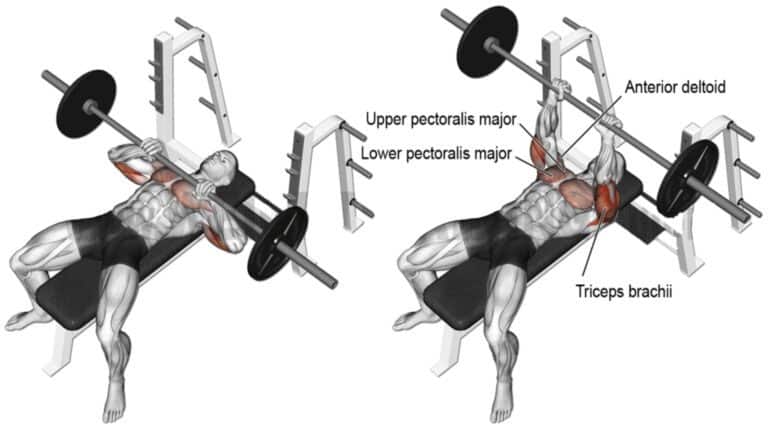 100+ Best Barbell Exercises Names (With Images)