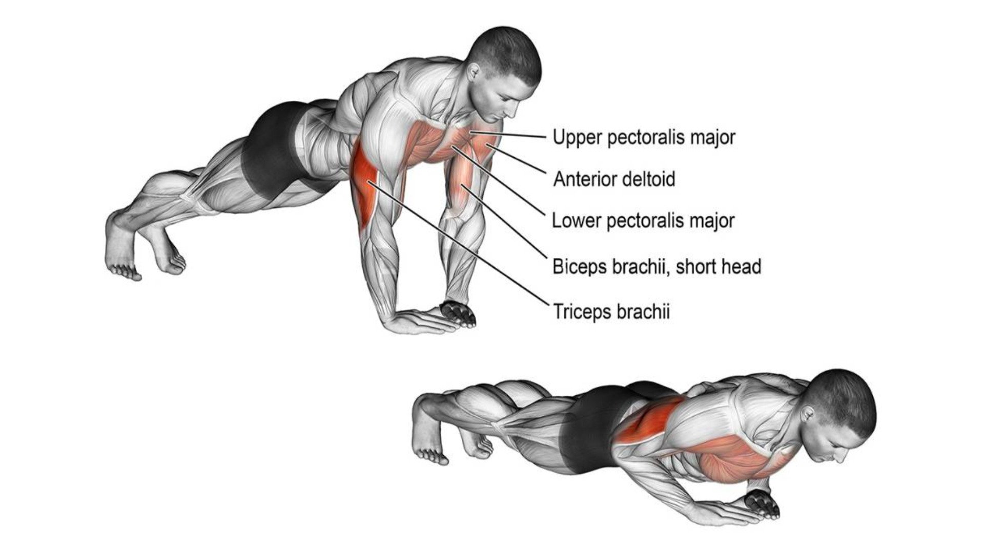 best push ups for inner chest to build size and strength 