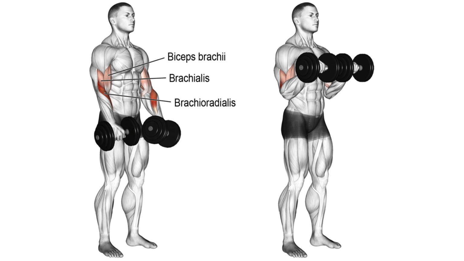 Bicep Curl vs Hammer Curl vs Reverse Curl: Which One Is Better