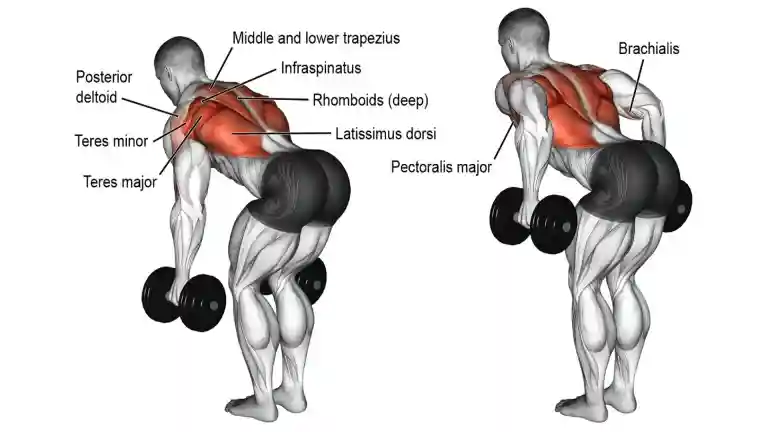 Dumbbell Bent Over Row