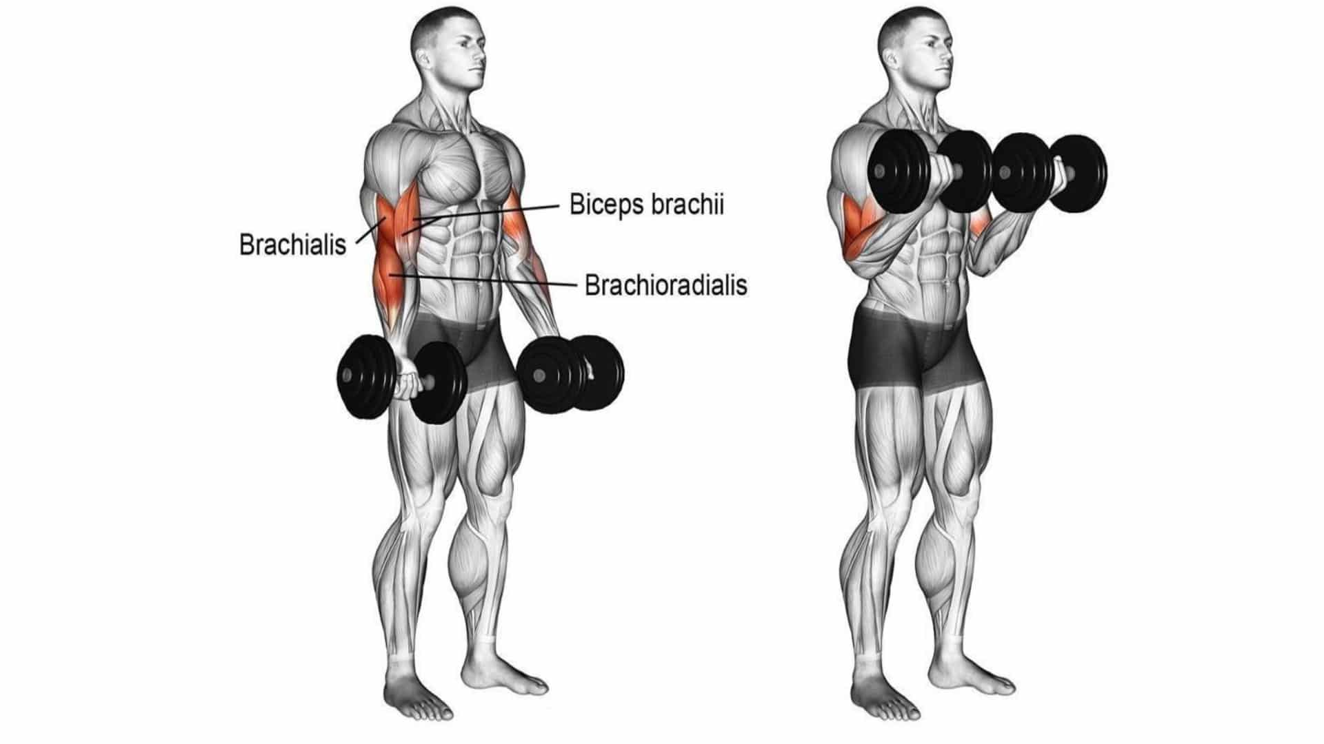 Bicep Curls Works Which Muscle