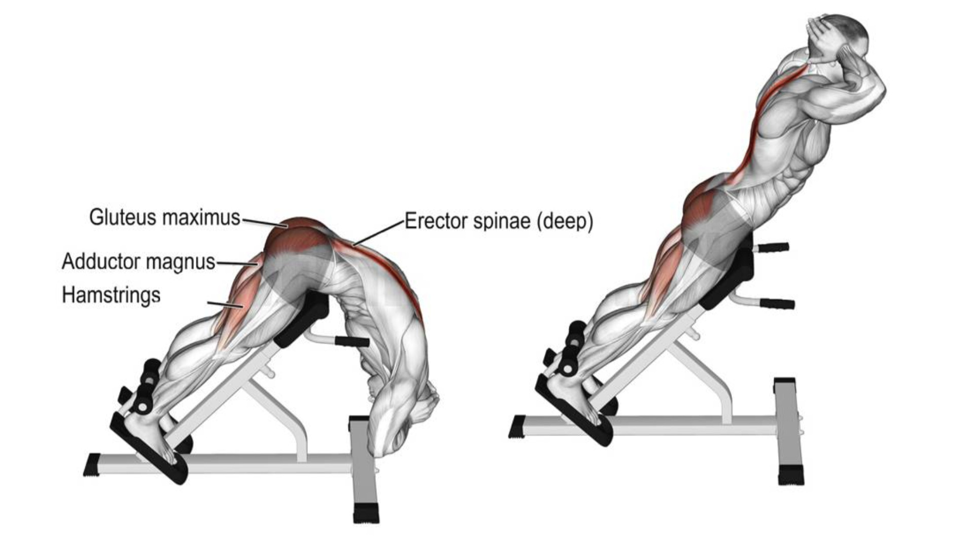 9 Best Gym Machines For Hamstring With Workouts 9 Best Gym Machines For Hamstring With Workouts