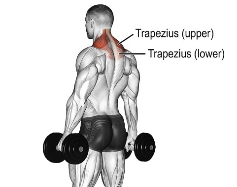Muscles Used During Shoulder Shrug Exercises