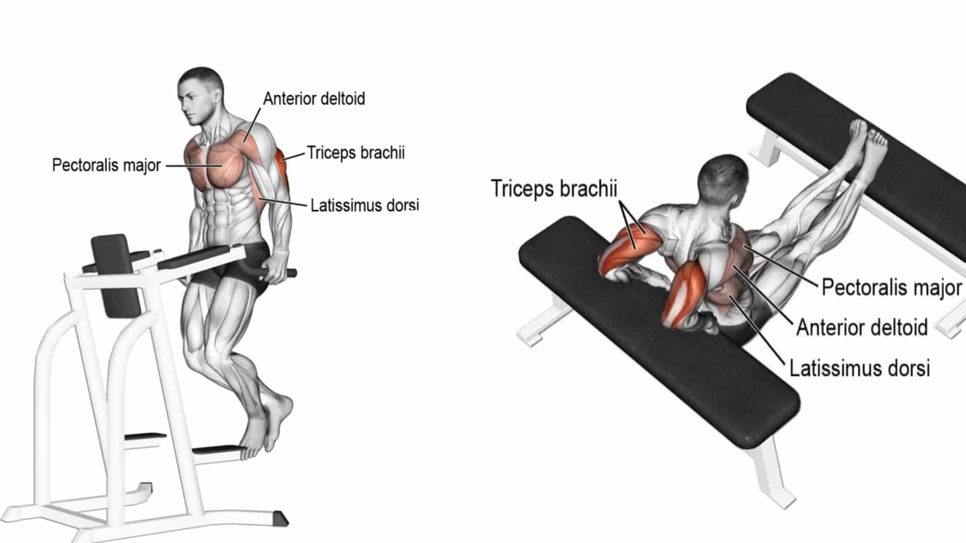 Bench Dips: How To Do, Muscle Worked and Form