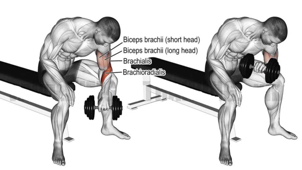 Reverse Grip Dumbbell concentration curl
