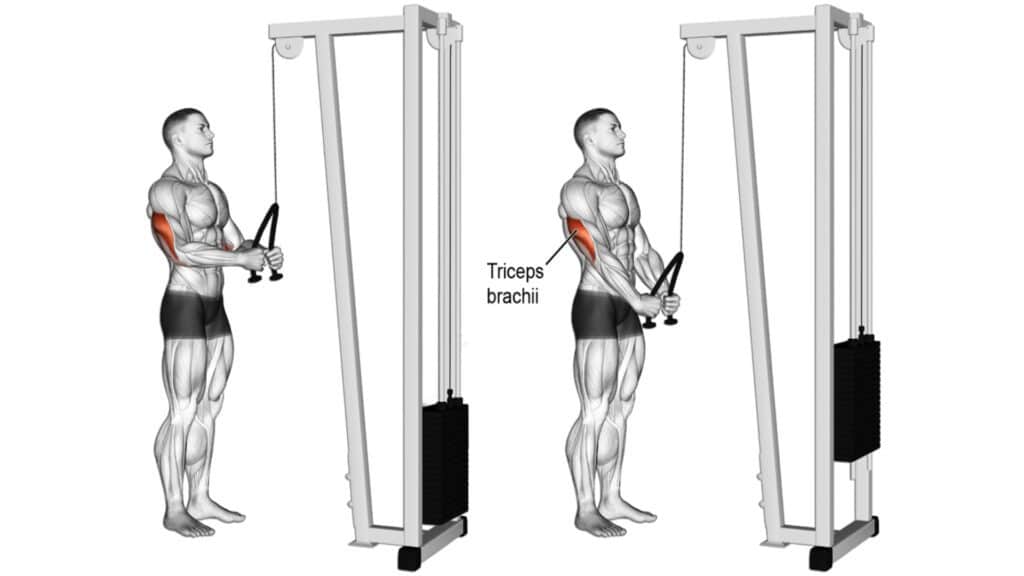 Rope Triceps Extension