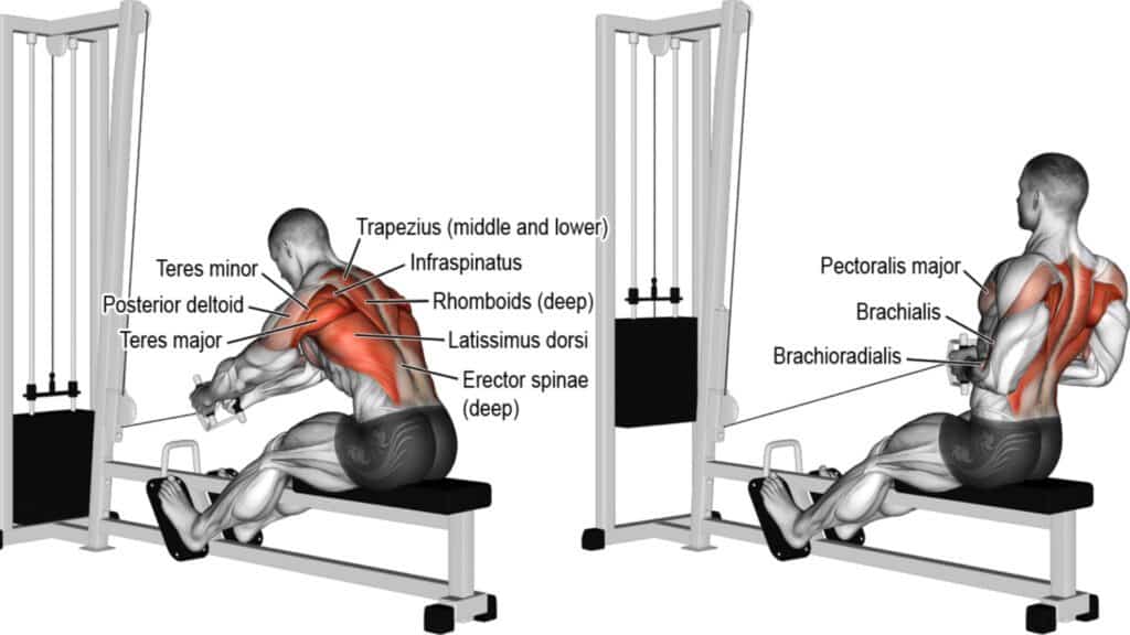 Seated Cable Rows