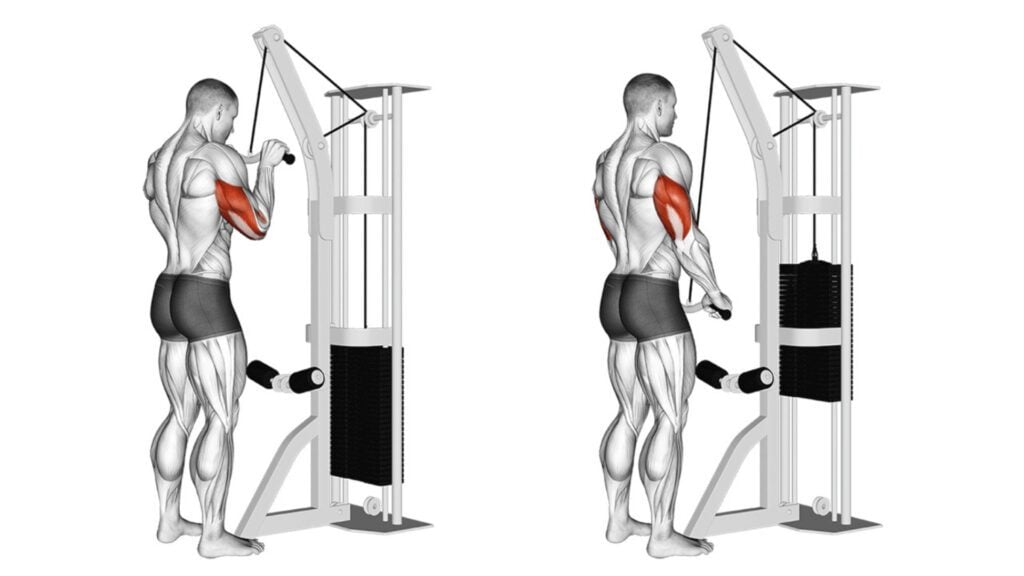 Triceps Pushdown