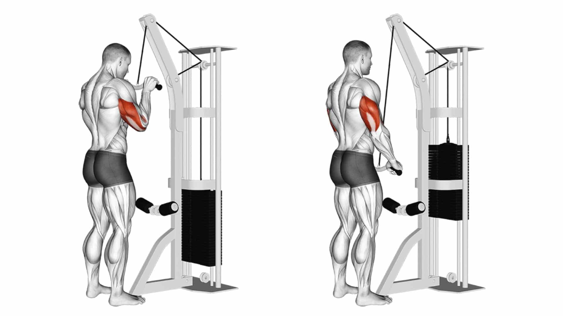 21 Best Triceps Exercises For Muscle Mass And Strength 