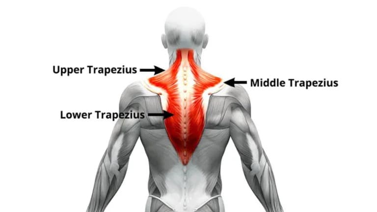 trapezius muscle