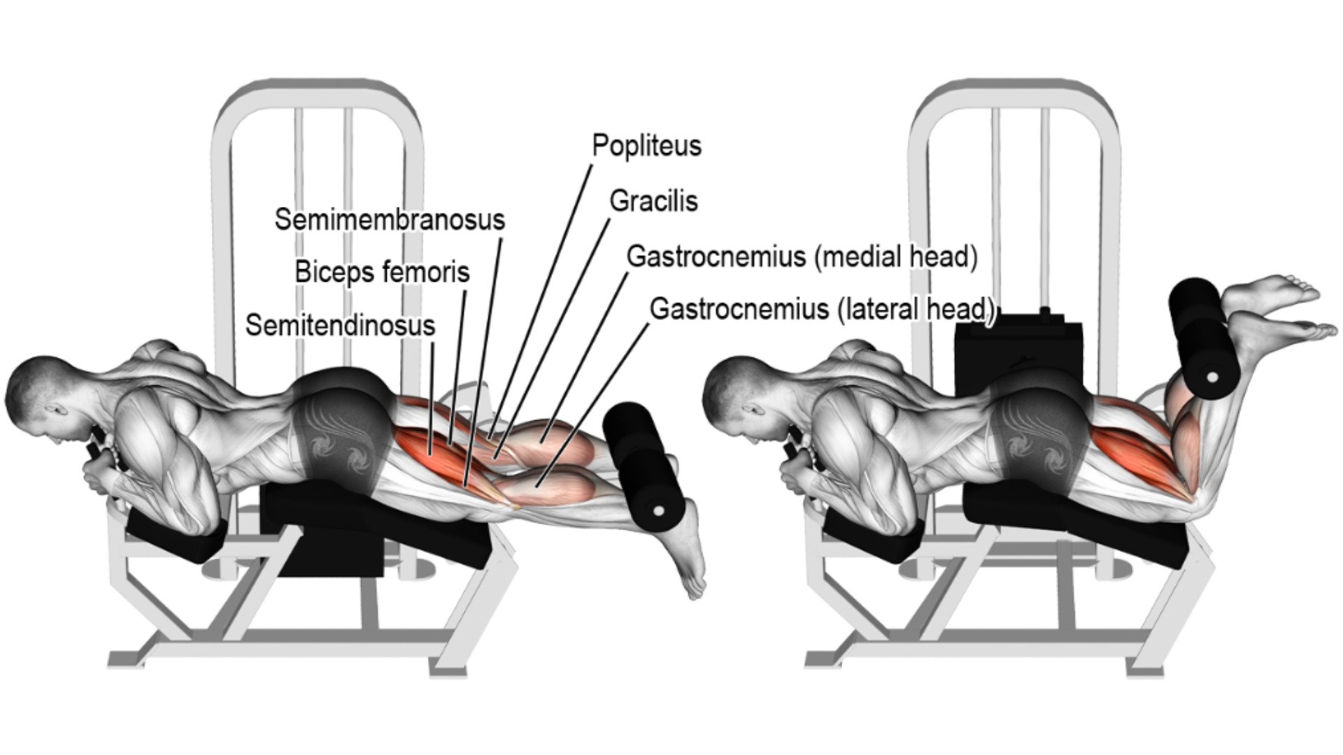 10 Gym Machine For Leg Workout (With Exercises Names)