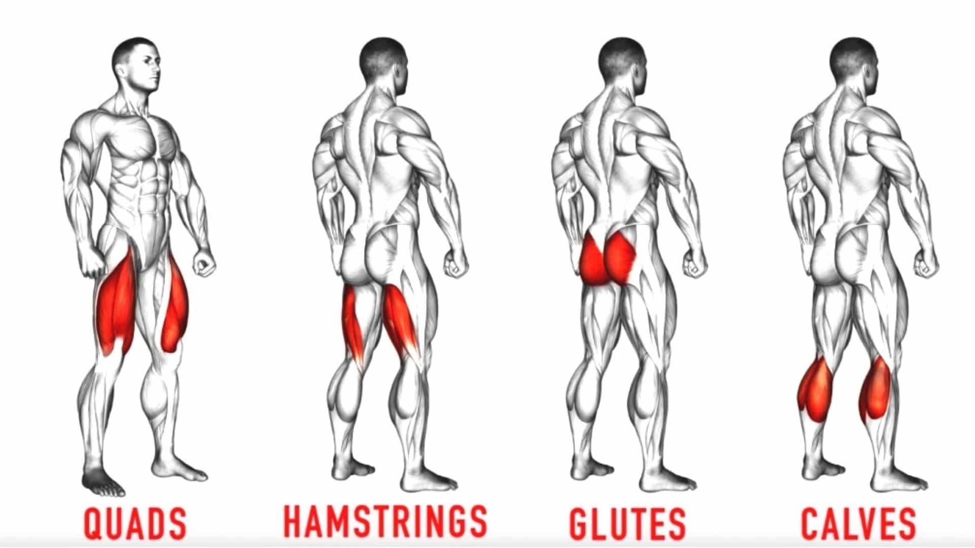 Leg Muscles Diagram For Bodybuilders