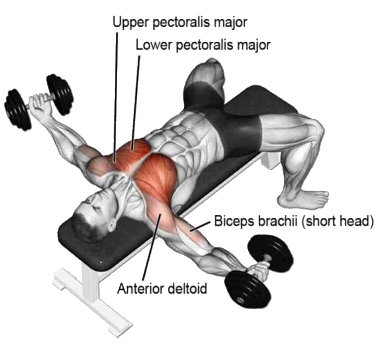 Muscles Worked During Dumbbell Chest Fly