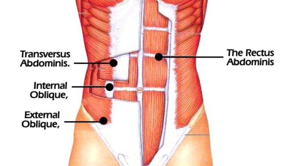 Rectus Abdominis and Obliques