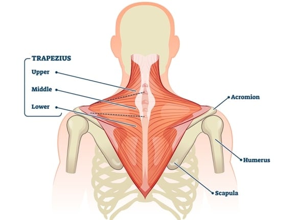 trapezius muscle