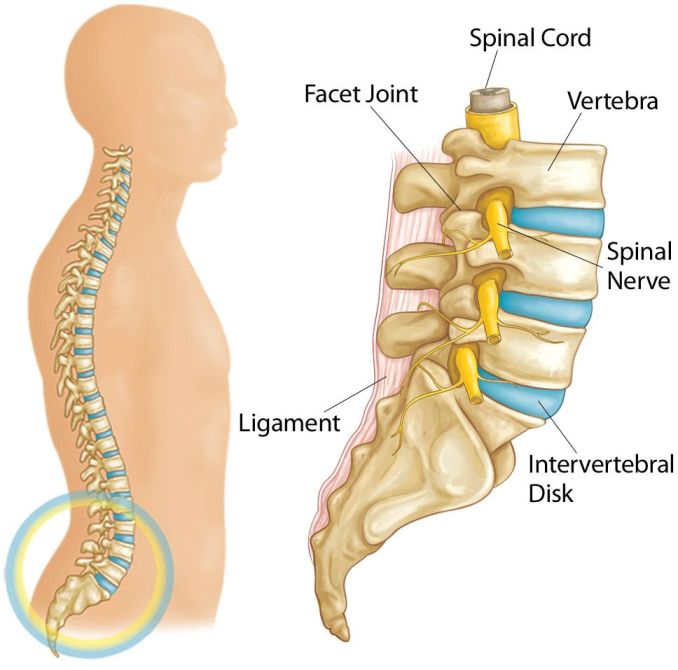 Anatomy of Lower Back
