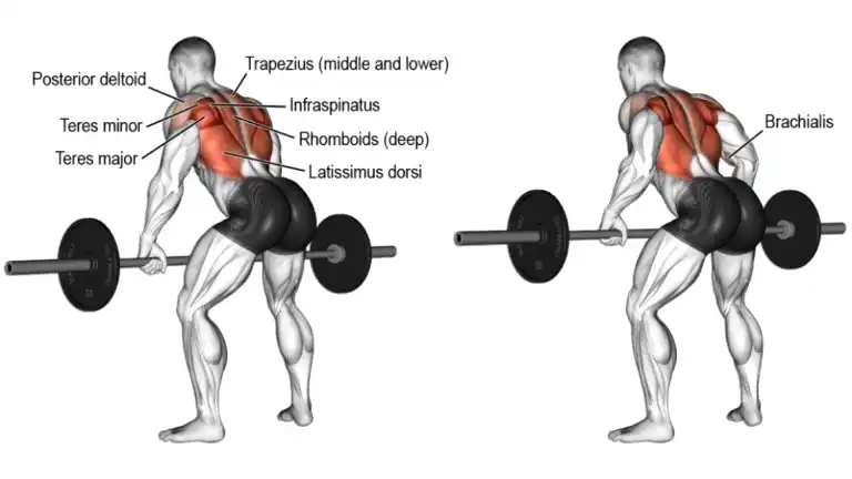 Bent Over Barbell Rows