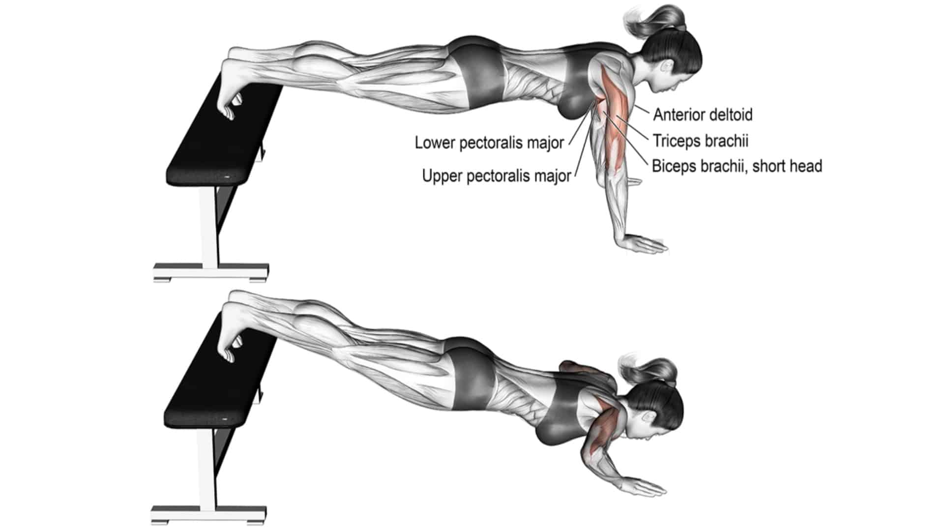 Push Ups How To Muscle Worked Benefit Variations