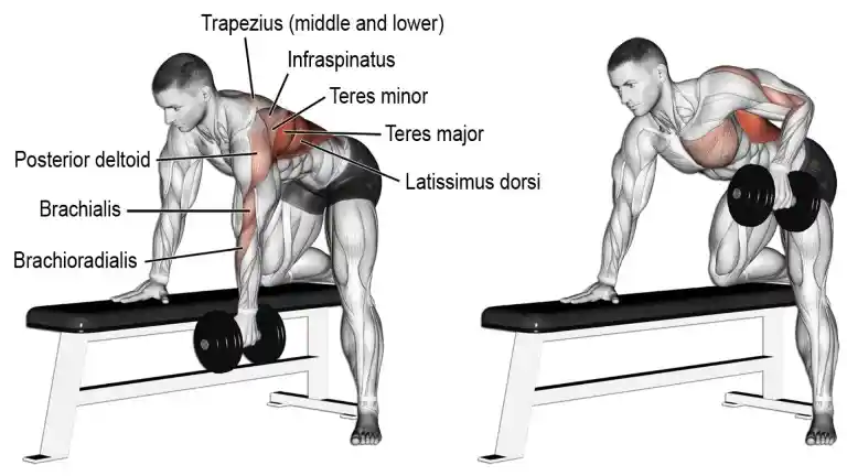 Wings exercise at discount home with dumbbells