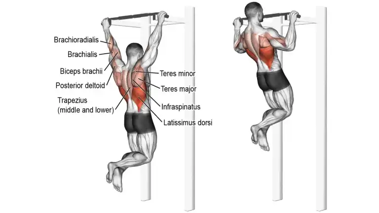 Latissimus dorsi workout discount at home without equipment