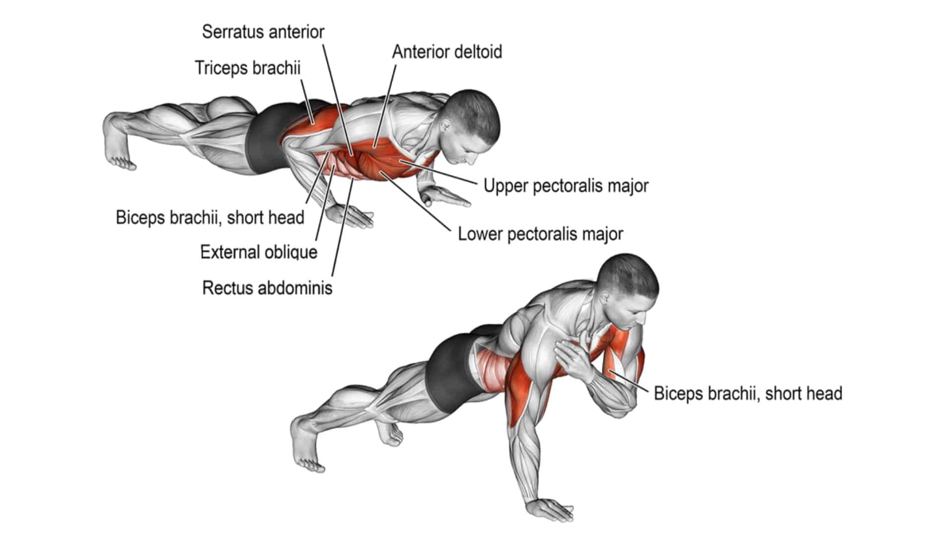 Push Up Muscles Worked Complete Guide Push Up Muscles Worked Complete Guide
