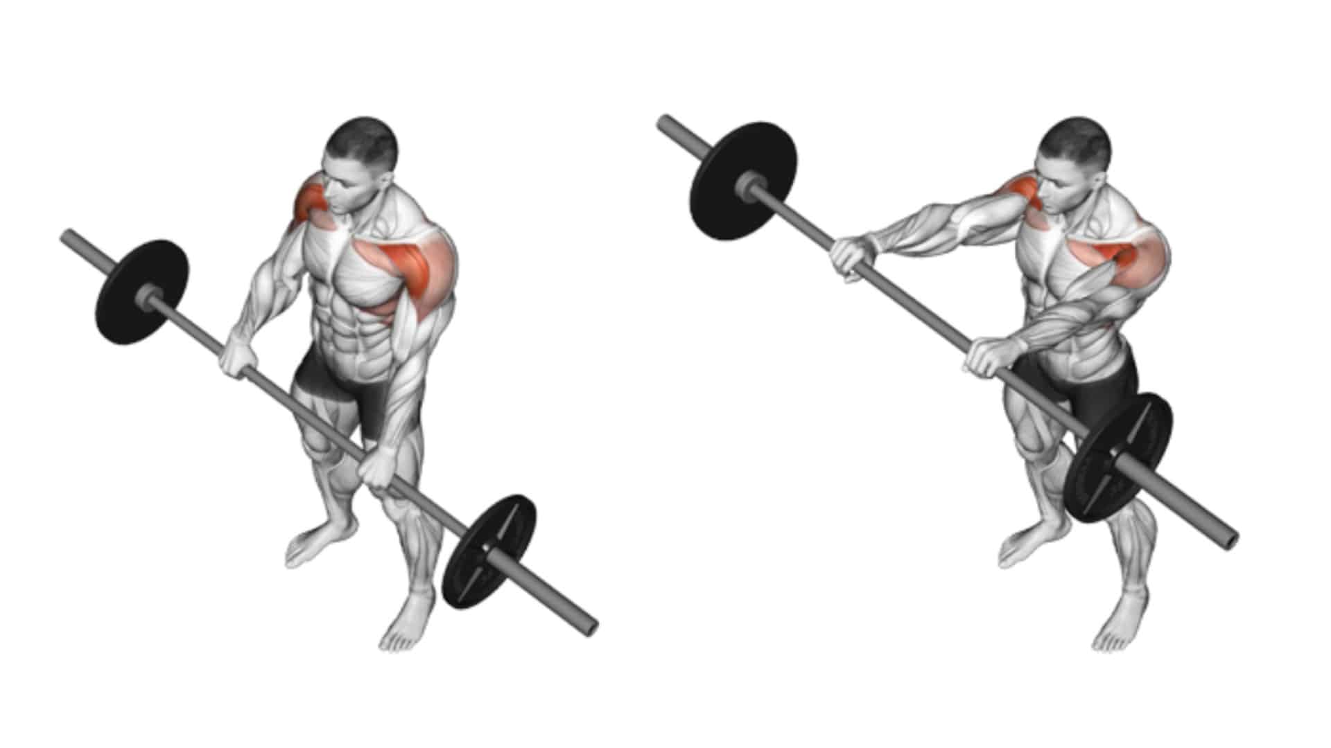 Best Anterior deltoid (Front Deltoid) Exercises & Workout