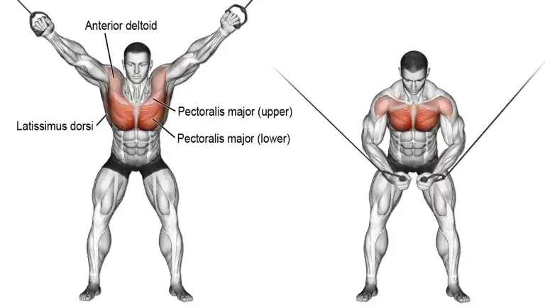 75 Top Chest Exercises Names With Images 75 Top Chest Exercises Names With Images