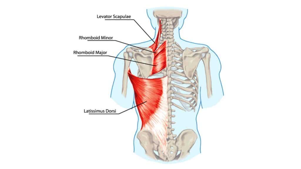 Rhomboid Muscle