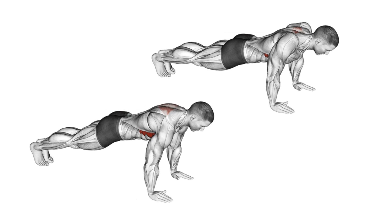 Scapula Push Ups: Muscles Worked, How To Do & Benefits