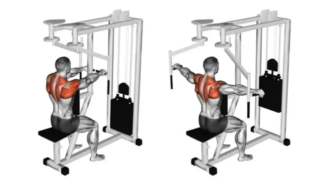 The Complete Guide To Rear Delt Flys For Beginners