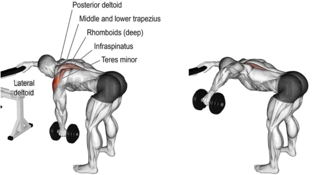 One Arm Dumbbell Bent over lateral raise