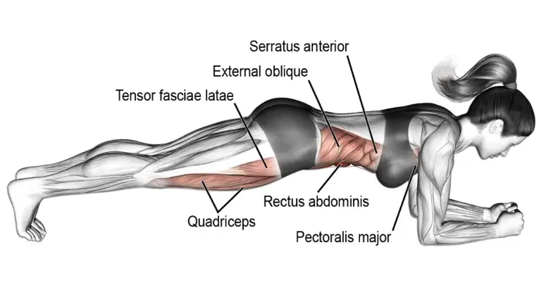 Muscles Worked During Plank Exercises