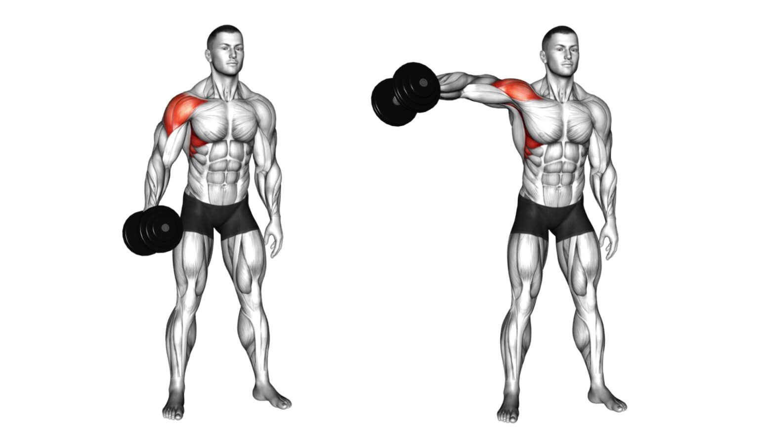 Dumbbell Shoulder Fly: Muscles Worked, Benefits, Tips