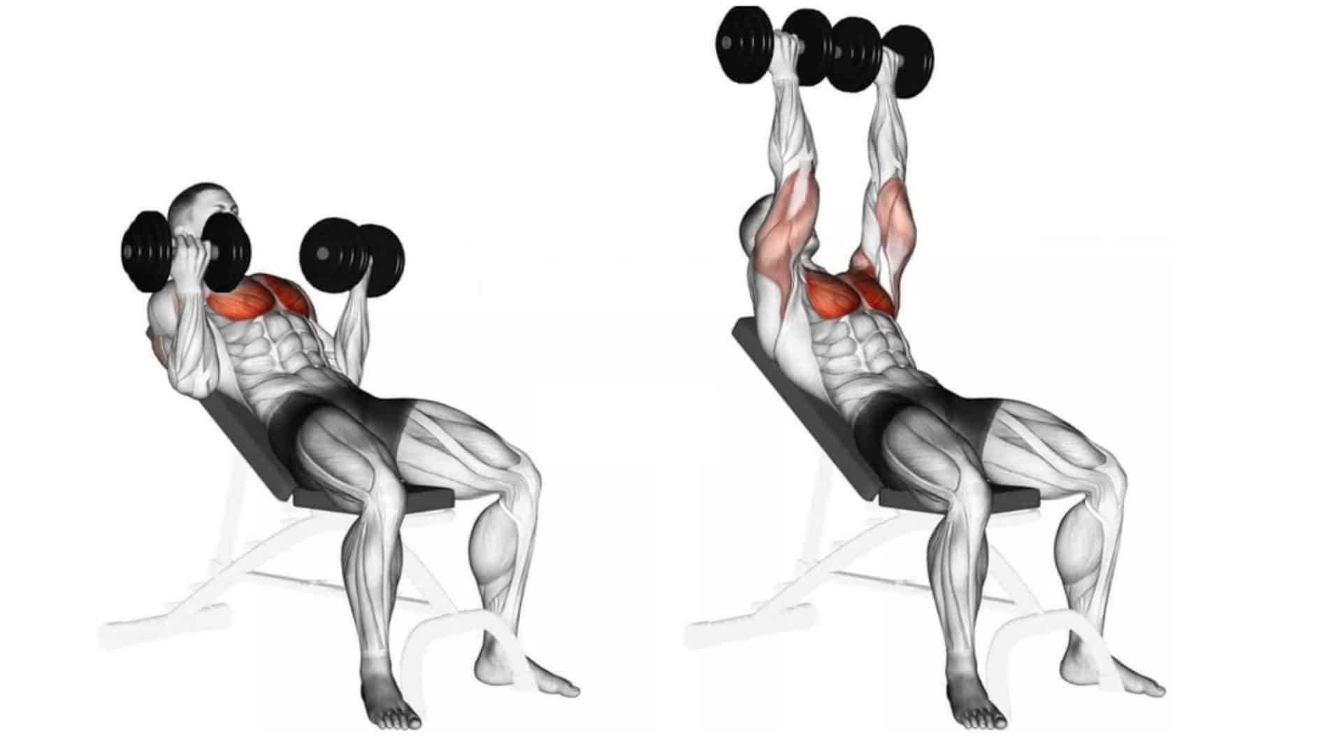 Incline Chest Press Dumbbells The Incline Dumbbell Press 101 PKTLTX Incline Chest Press Dumbbells The Incline Dumbbell Press 101 PKTLTX