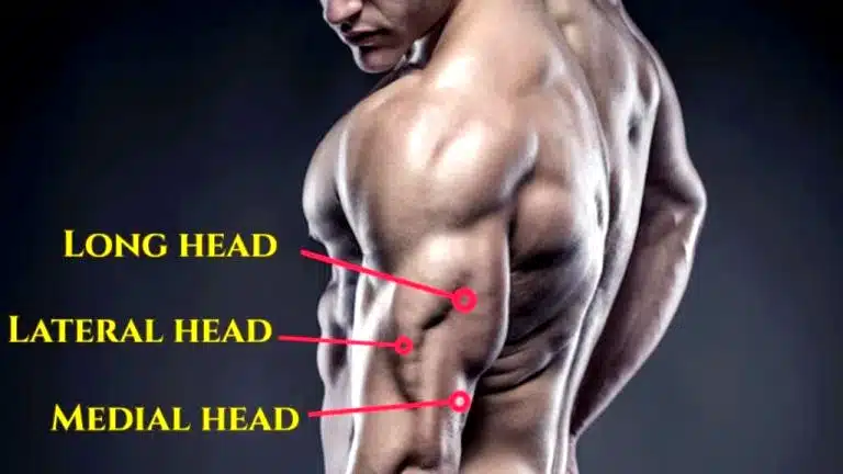 Medial head triceps exercises