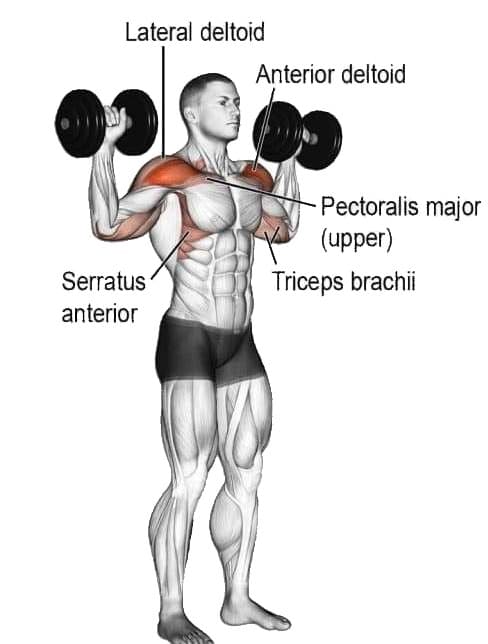 Overhead Dumbbell Press Muscles Worked How To Do Benefits