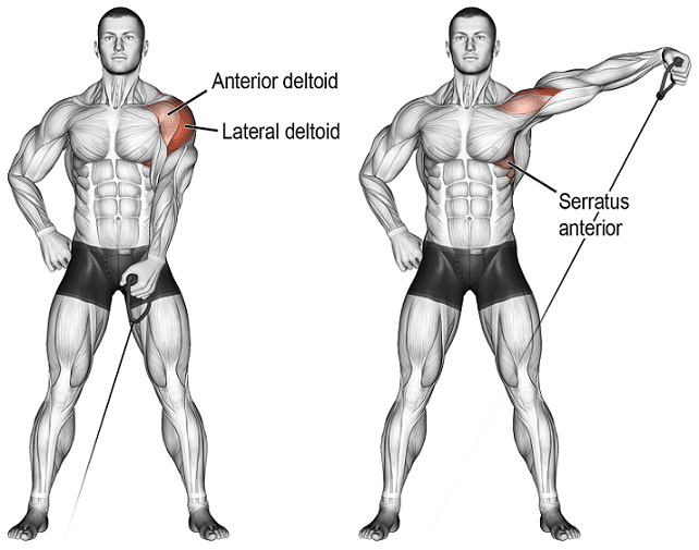 Muscles Worked During Single Arm Lateral Raise