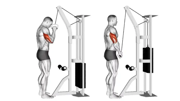 Triceps cable rope push down - Exercises, workouts and routines